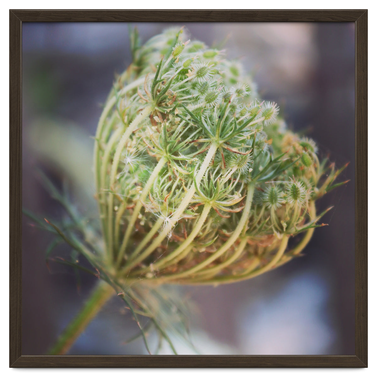 Seed head