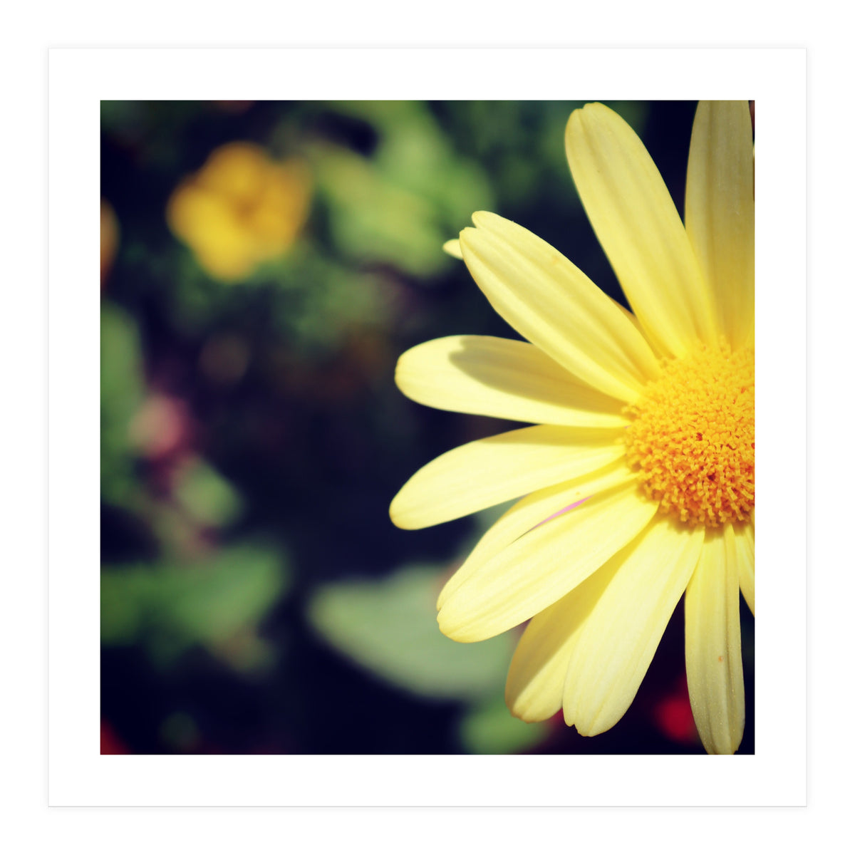 Summer flora (Print Only)