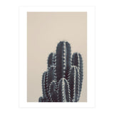 Vintage Cactus #1 (Print Only) thumbnail