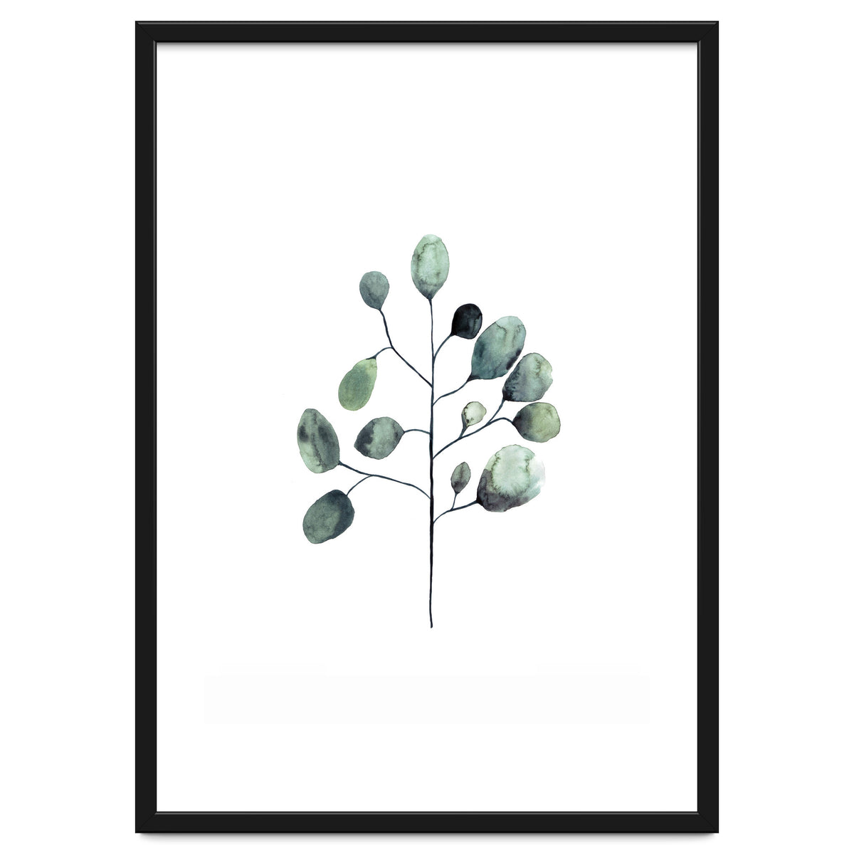 Botanical Illustration Eukalyptus