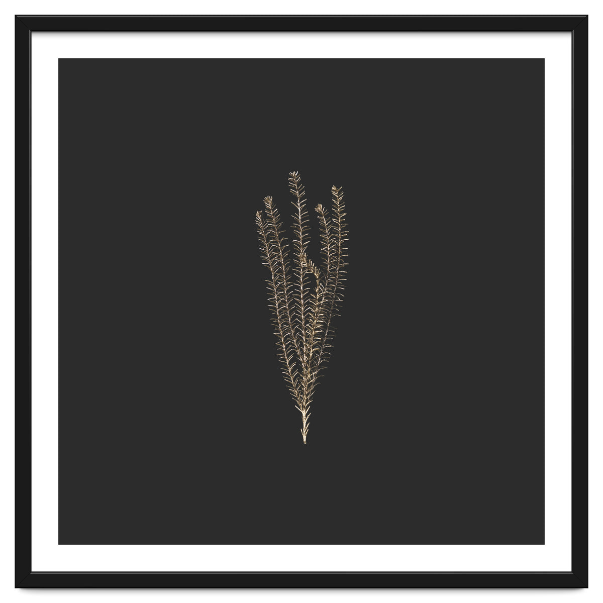 Delicate Fynbos Botanicals in Gold and Black - Square