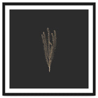 Delicate Fynbos Botanicals in Gold and Black - Square