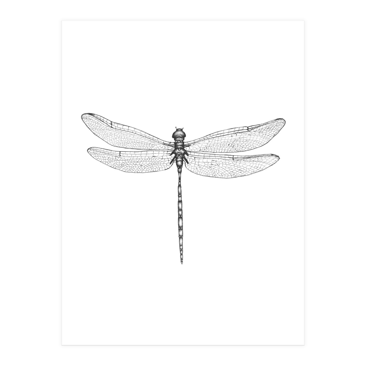 Dragonfly Wings (Print Only)