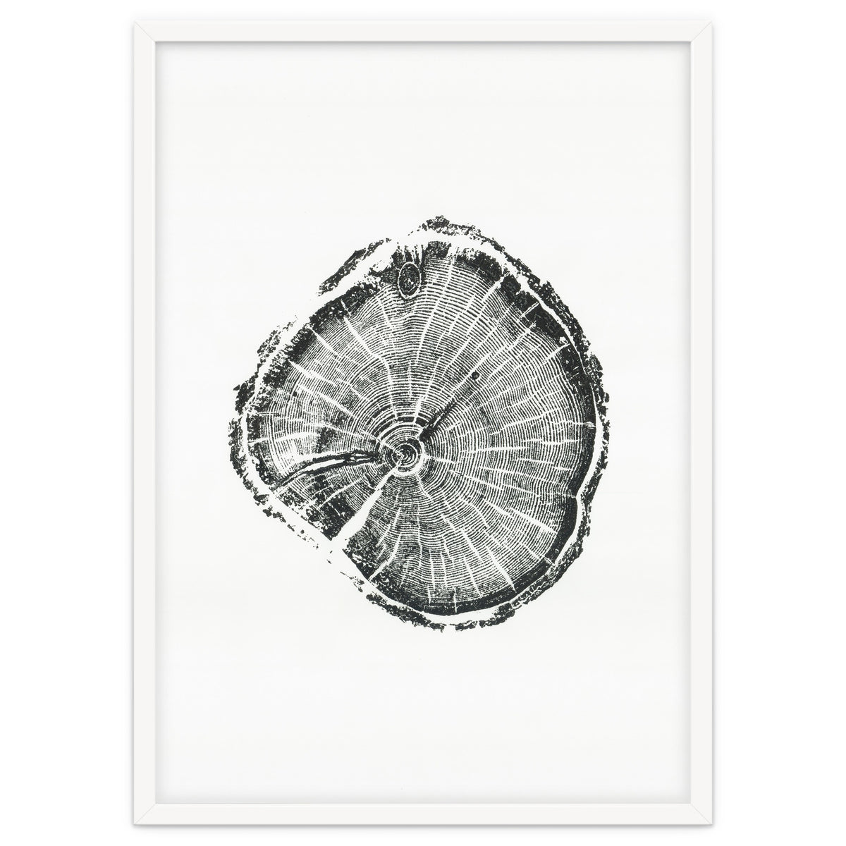 Tree Ring Print, Albion Basin, Utah, Pine Tree Print