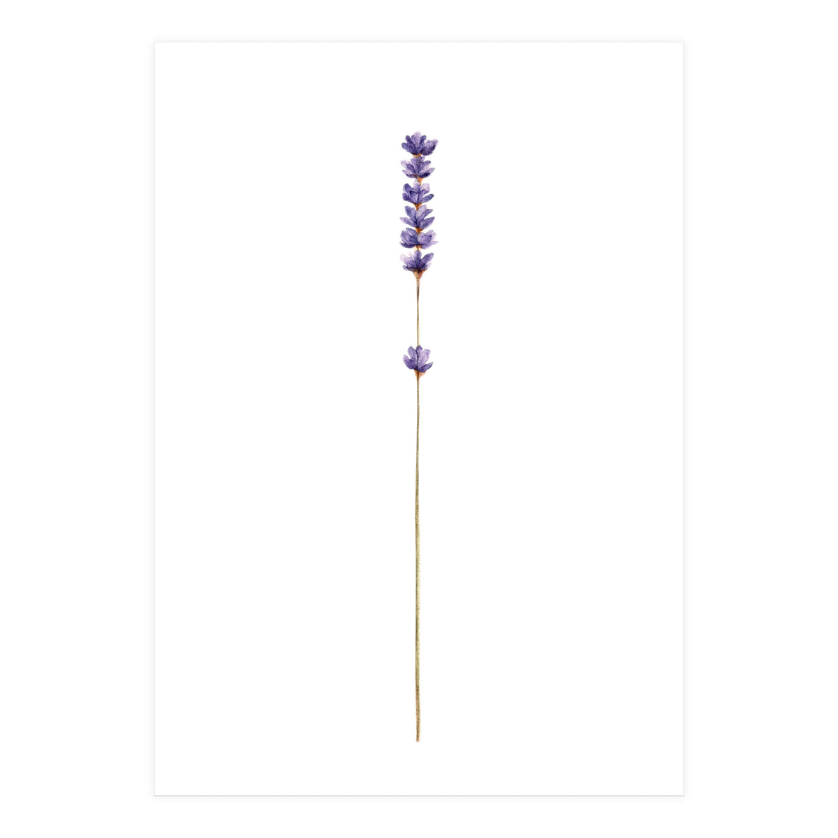 Lavender twig (Print Only)