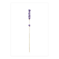 Lavender twig (Print Only)