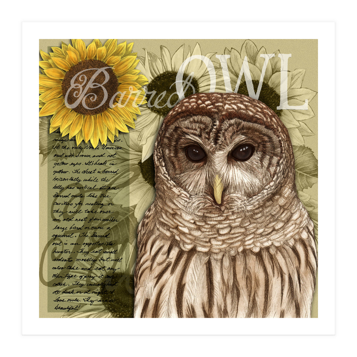 Sunflowers and Barred Owl (Print Only)