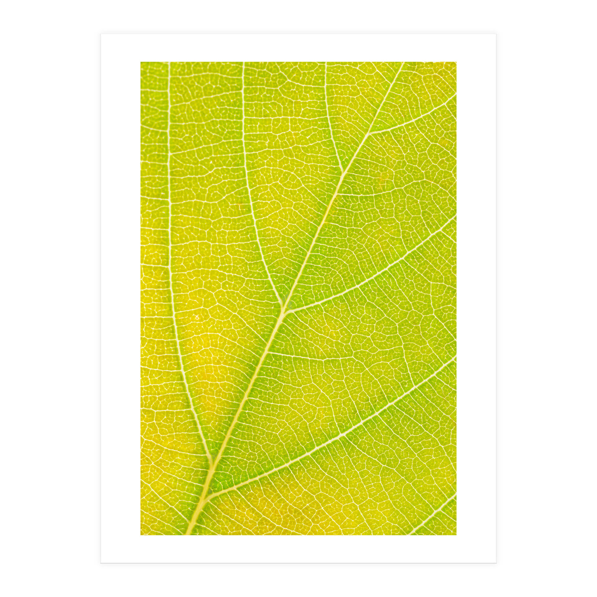 Autumn Leaf (Print Only)