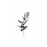 Botanical Illustration Olive (Print Only) thumbnail