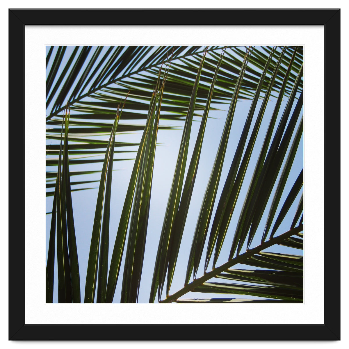 palm fronds