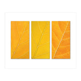 Autumn Leaves (Print Only) thumbnail