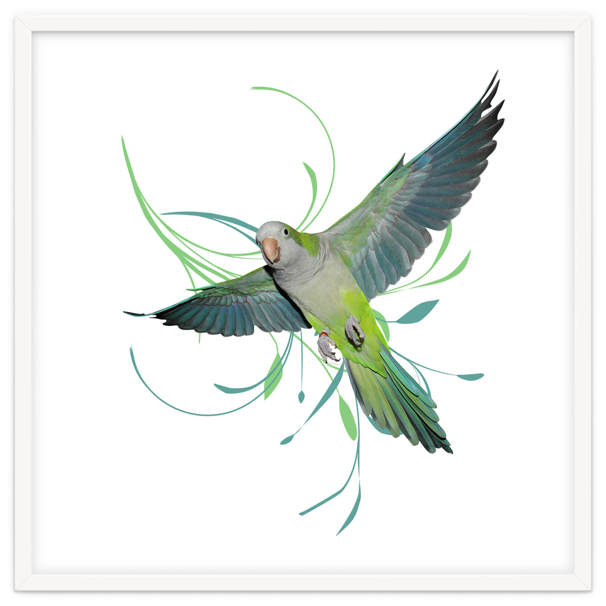 Flying quaker parrot