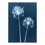 Indigo Dandelion (Print Only) thumbnail