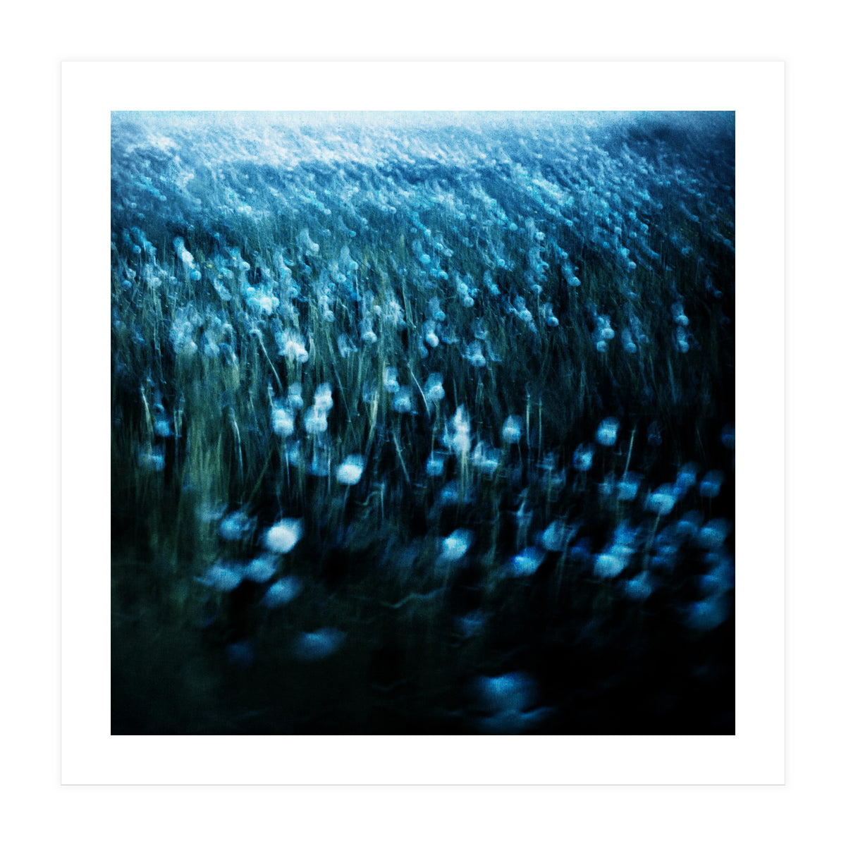 dandelion meadow (Print Only)