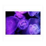 Jellyfish (Print Only) thumbnail