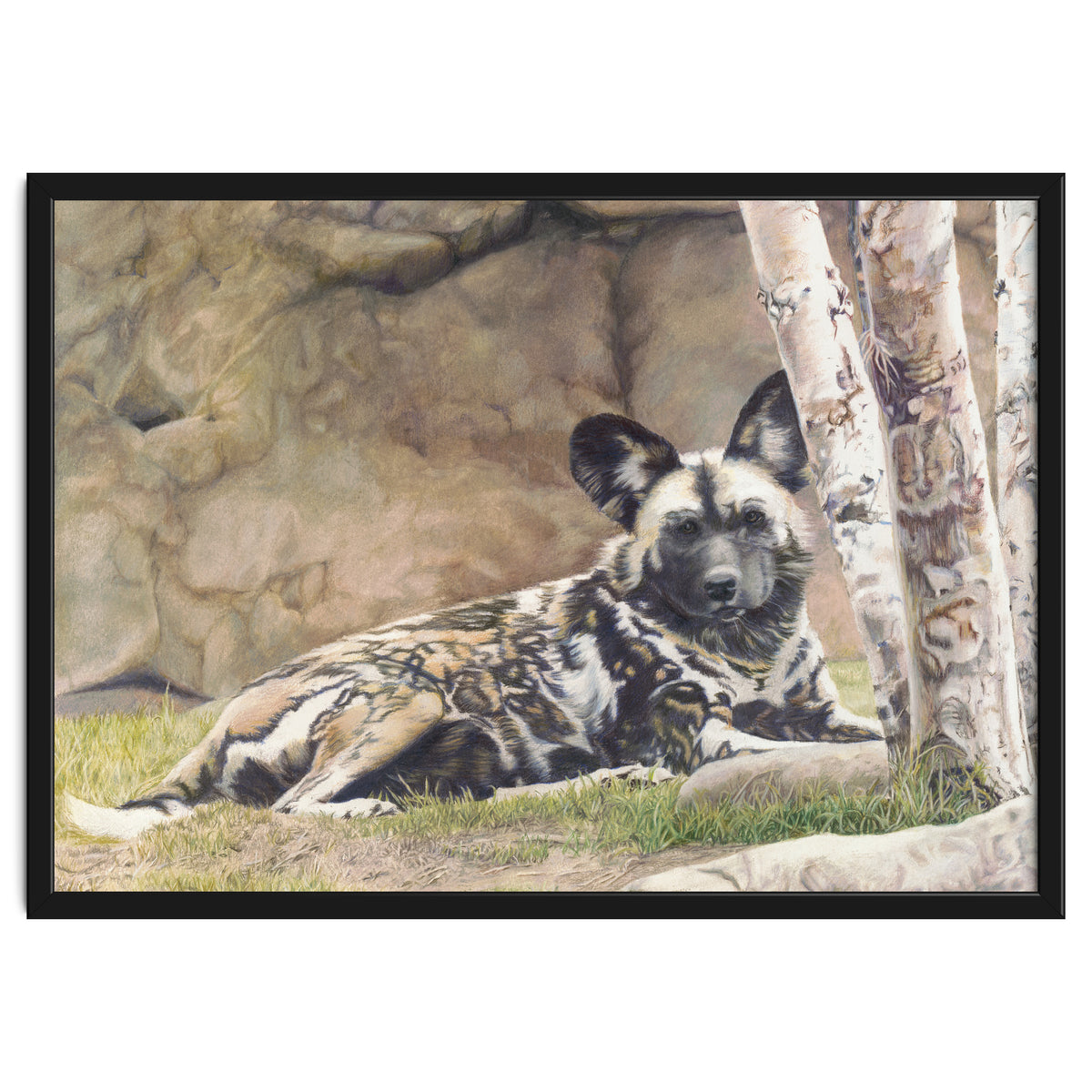 Afican Painted Dog IV - Imara