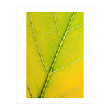 Autumn Leaf (Print Only) thumbnail