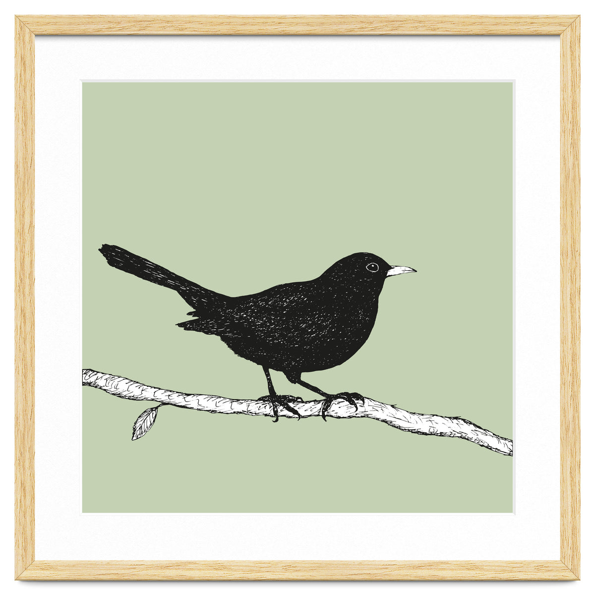 Blackbird pen drawing