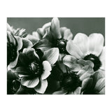 Anemone Flowers (Print Only) thumbnail