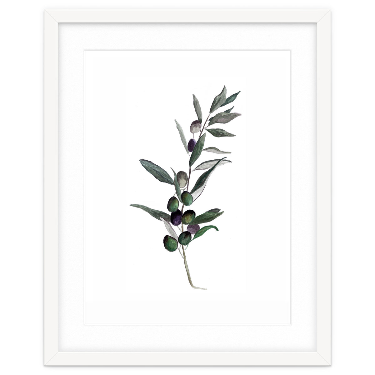 Botanical Illustration Olive