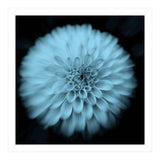 Asteraceae (Print Only) thumbnail