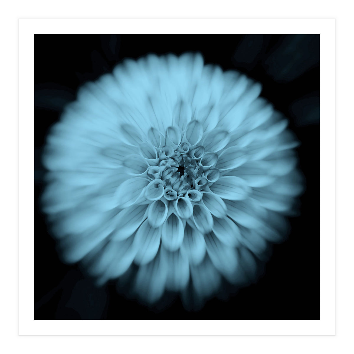 Asteraceae (Print Only)