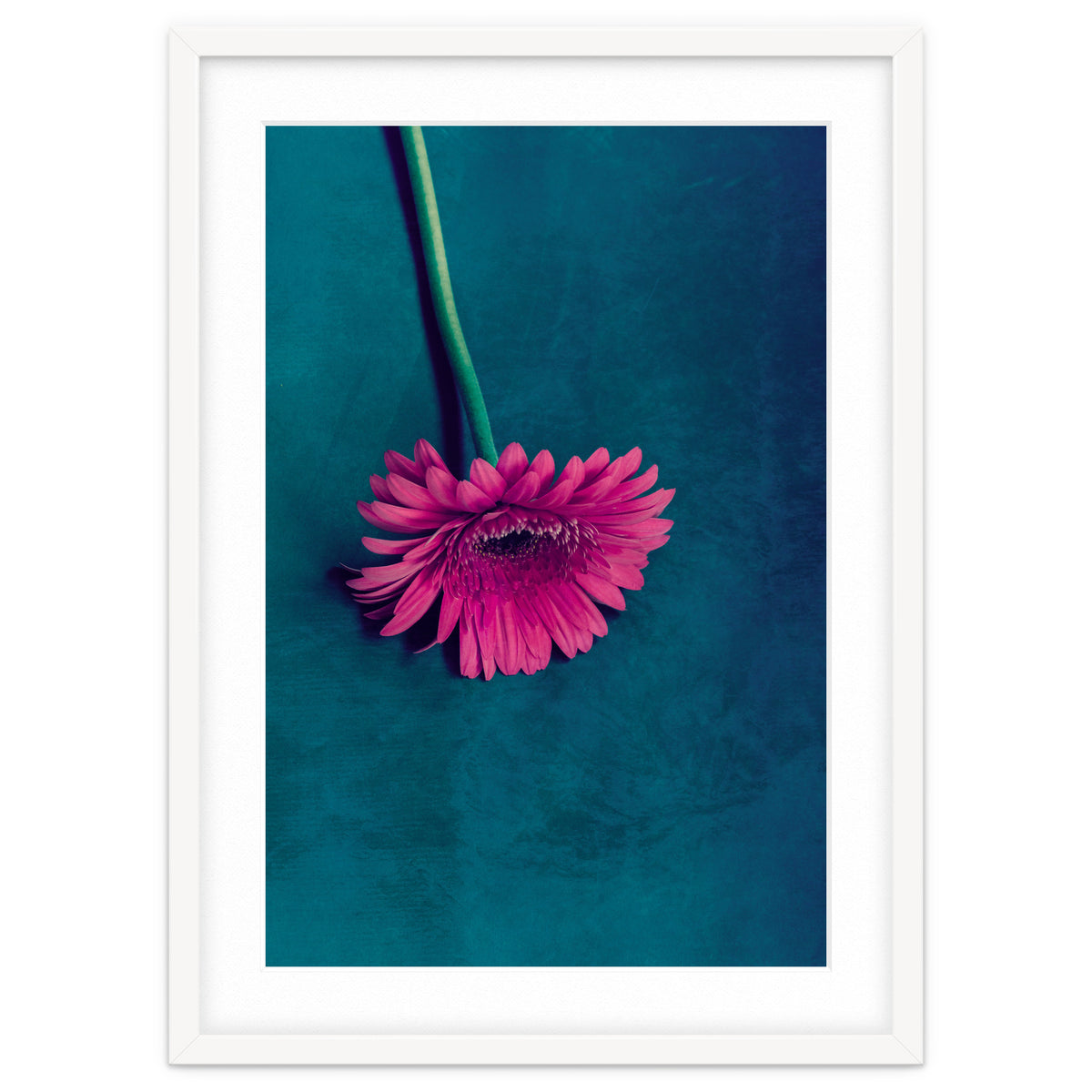 Gerbera for love