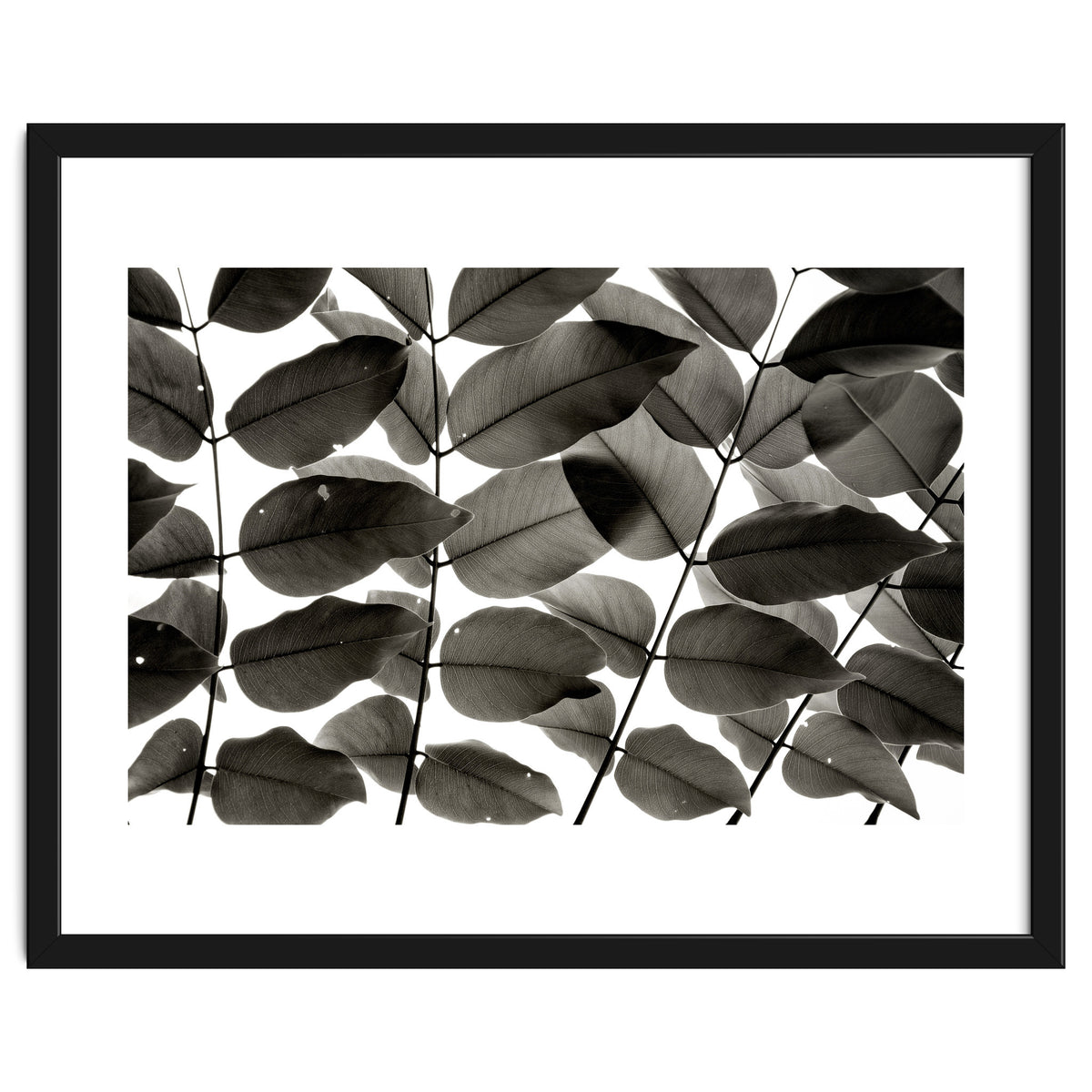 Branches and Leaves I