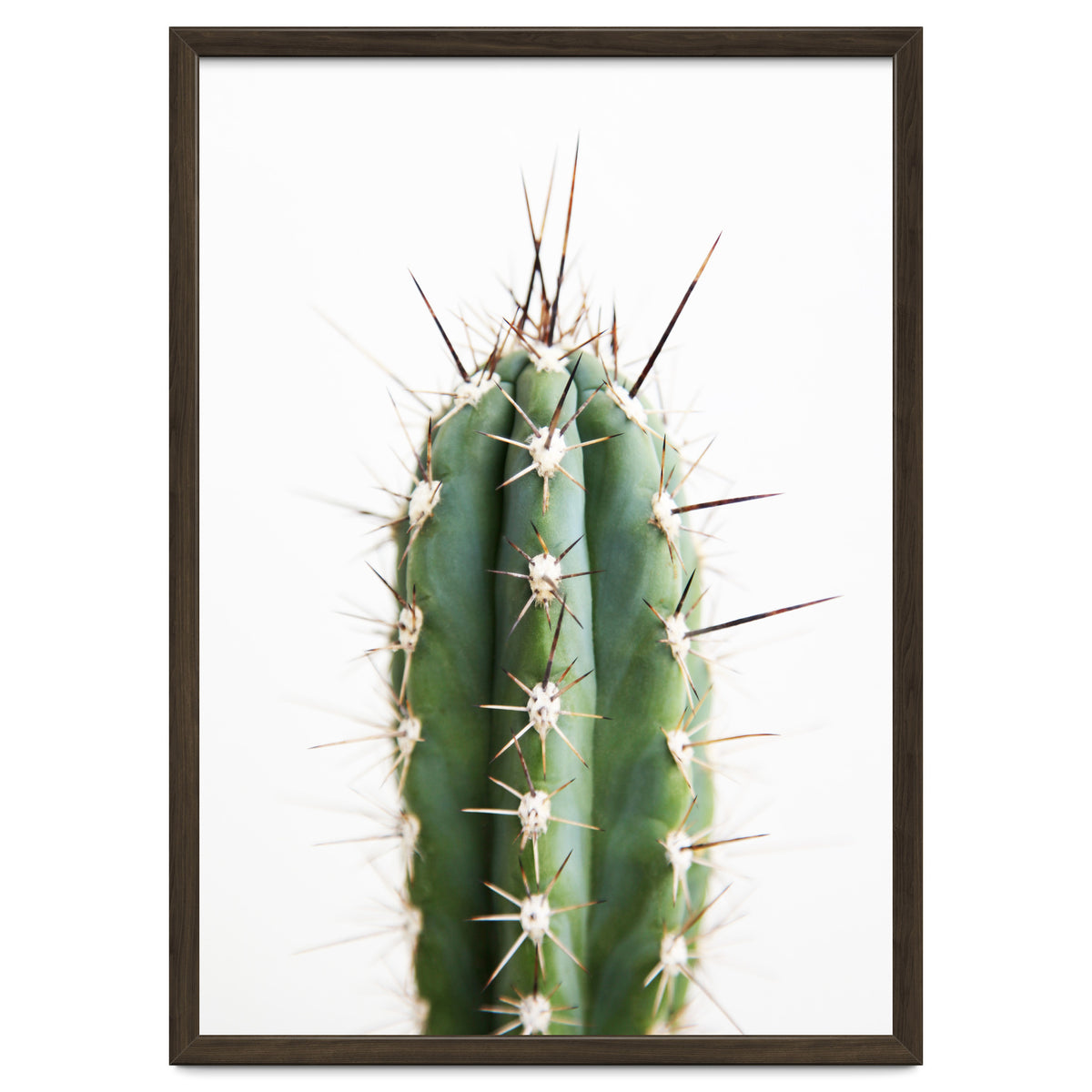 Cacti