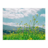 Flowers (Print Only) thumbnail