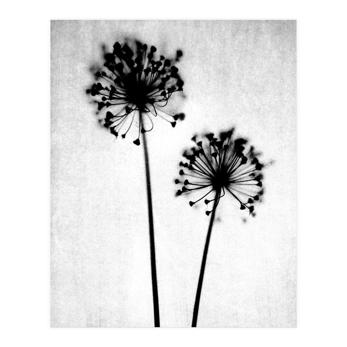 Dandelion  (Print Only)