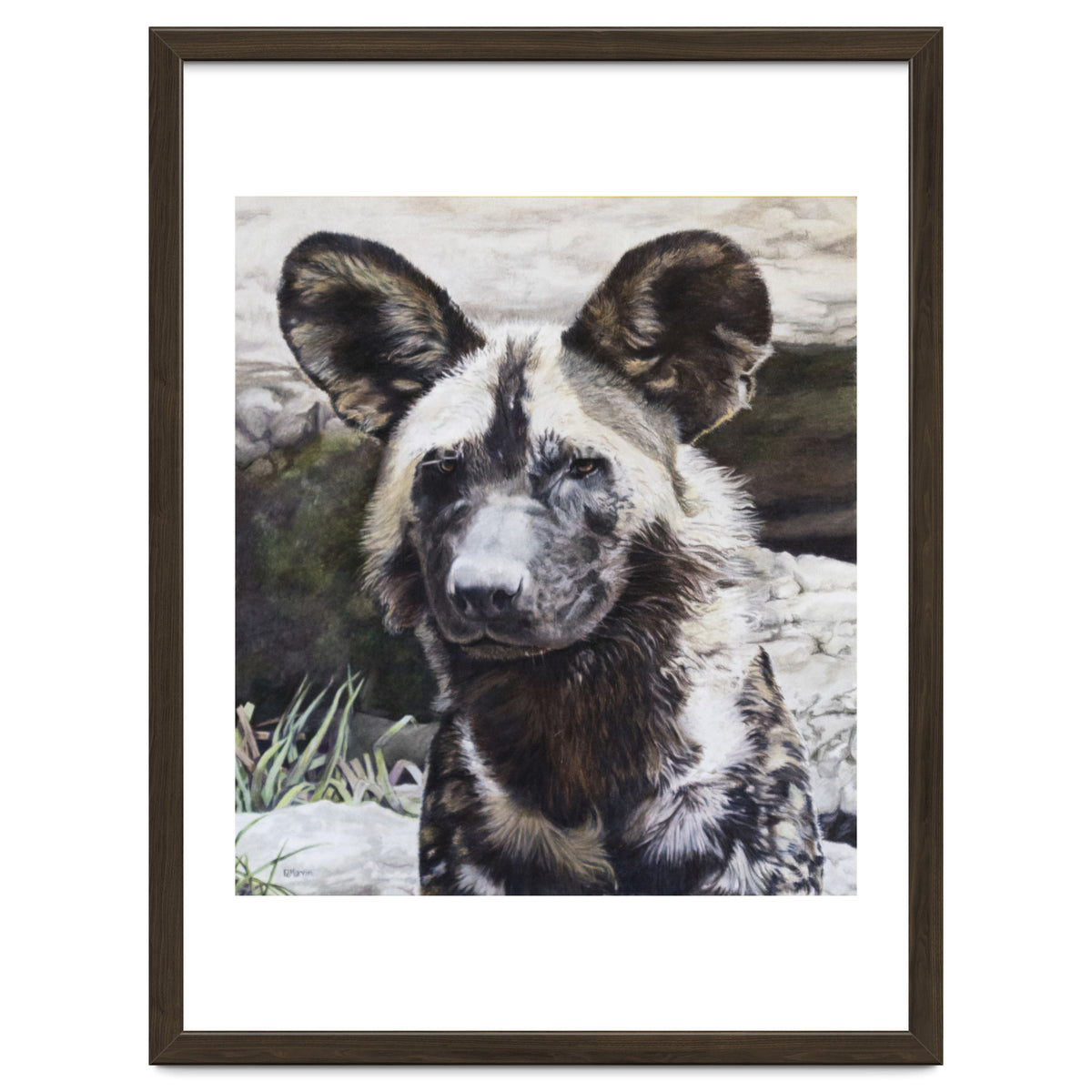 African Painted Dog II