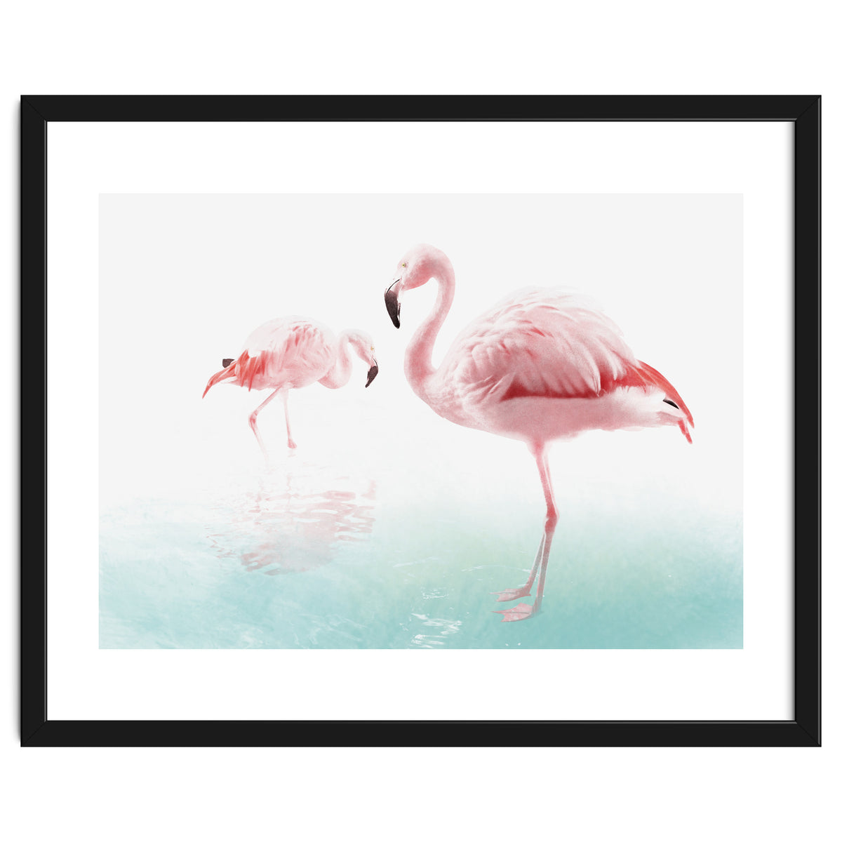 Flamingos