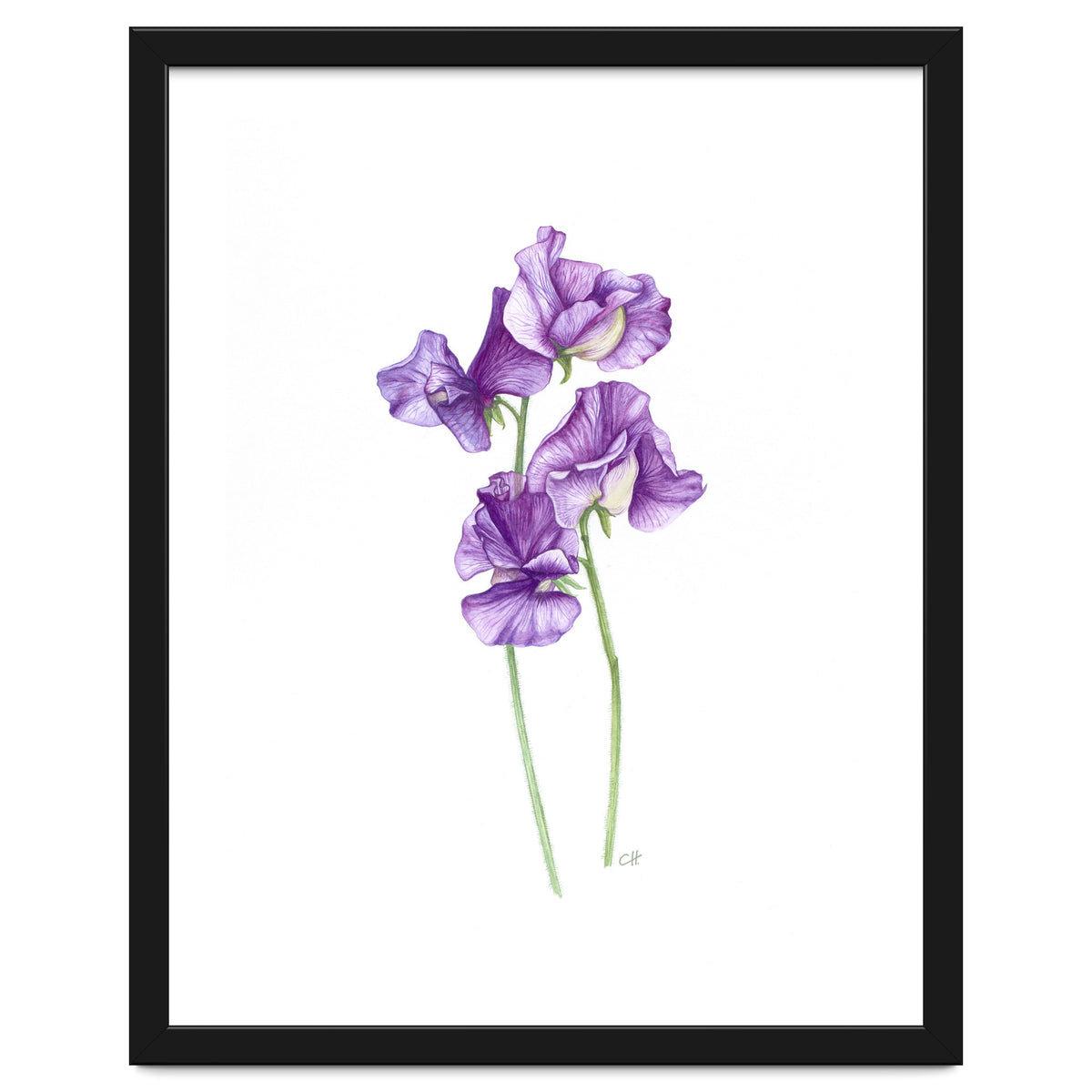 A Purple Posy Of Sweet Peas