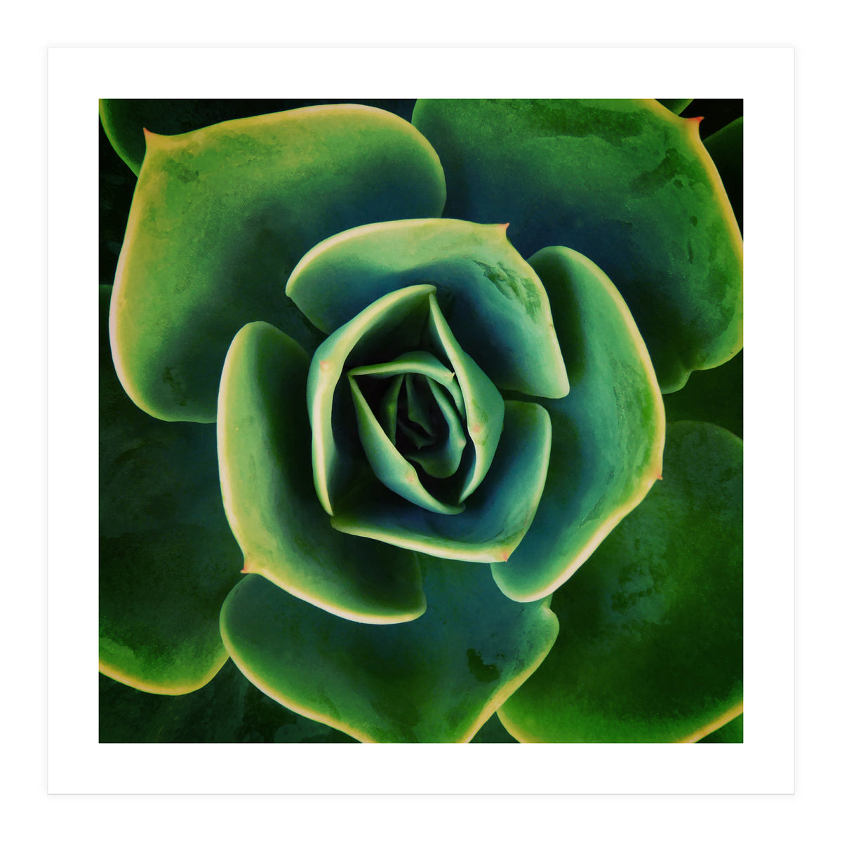 DARKSIDE OF SUCCULENTS XIII (Print Only)