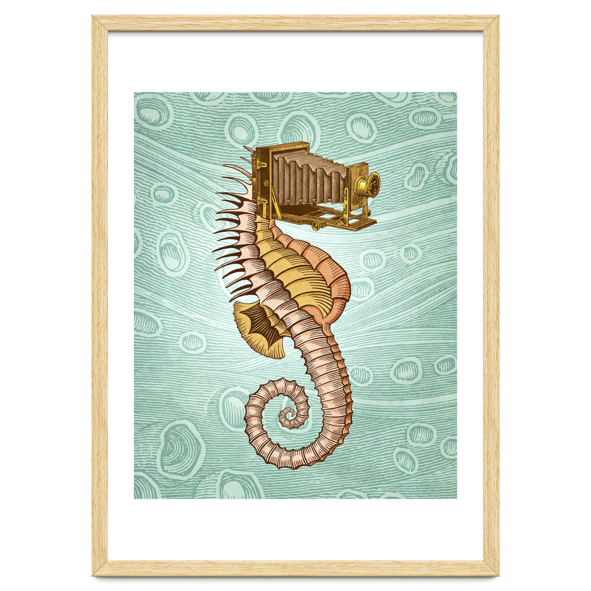 Hippocampus Camerarum