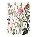 Flowers Botanical Vintage Illustration (Print Only) thumbnail