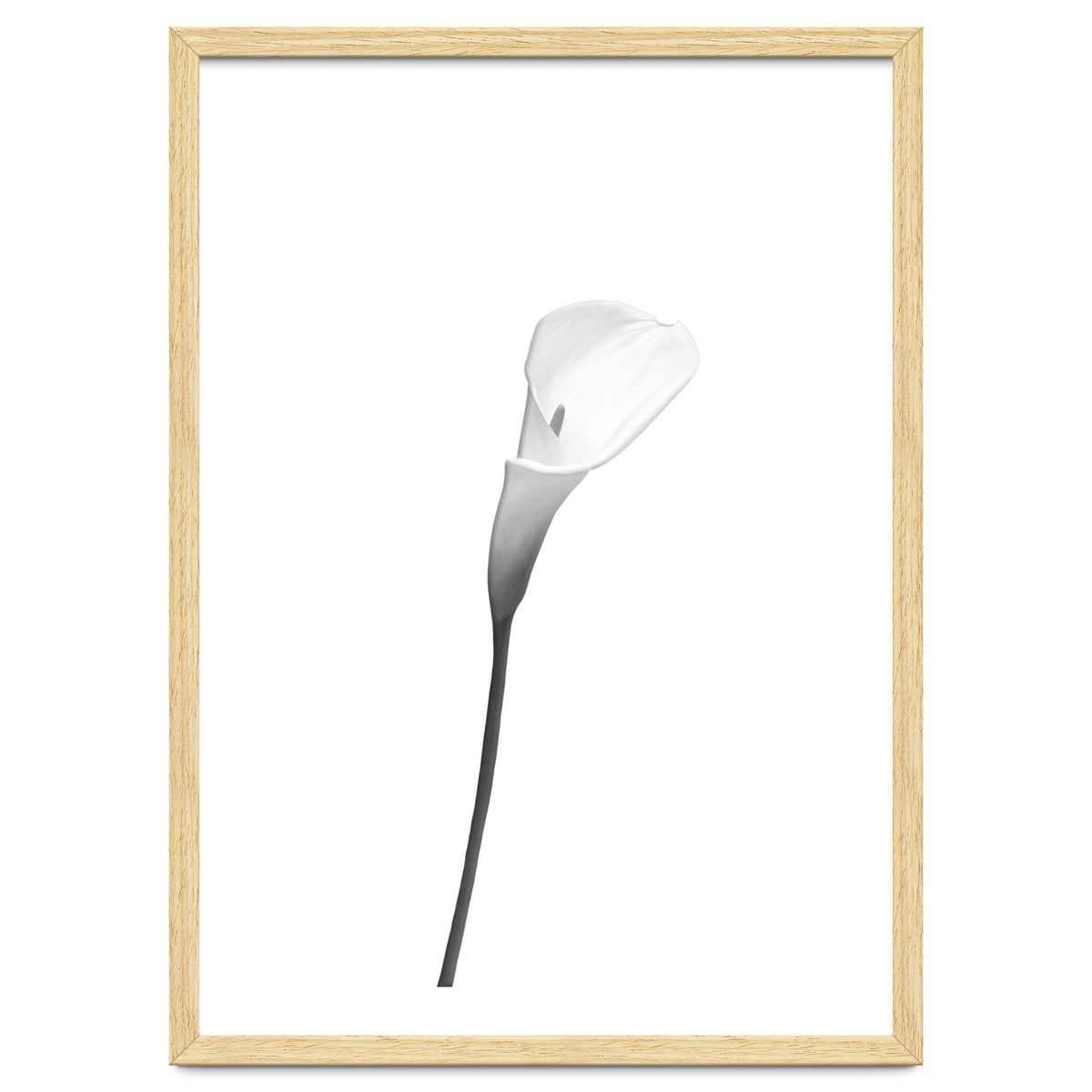 Calla | bright design