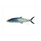 Fish Sierra (Print Only) thumbnail