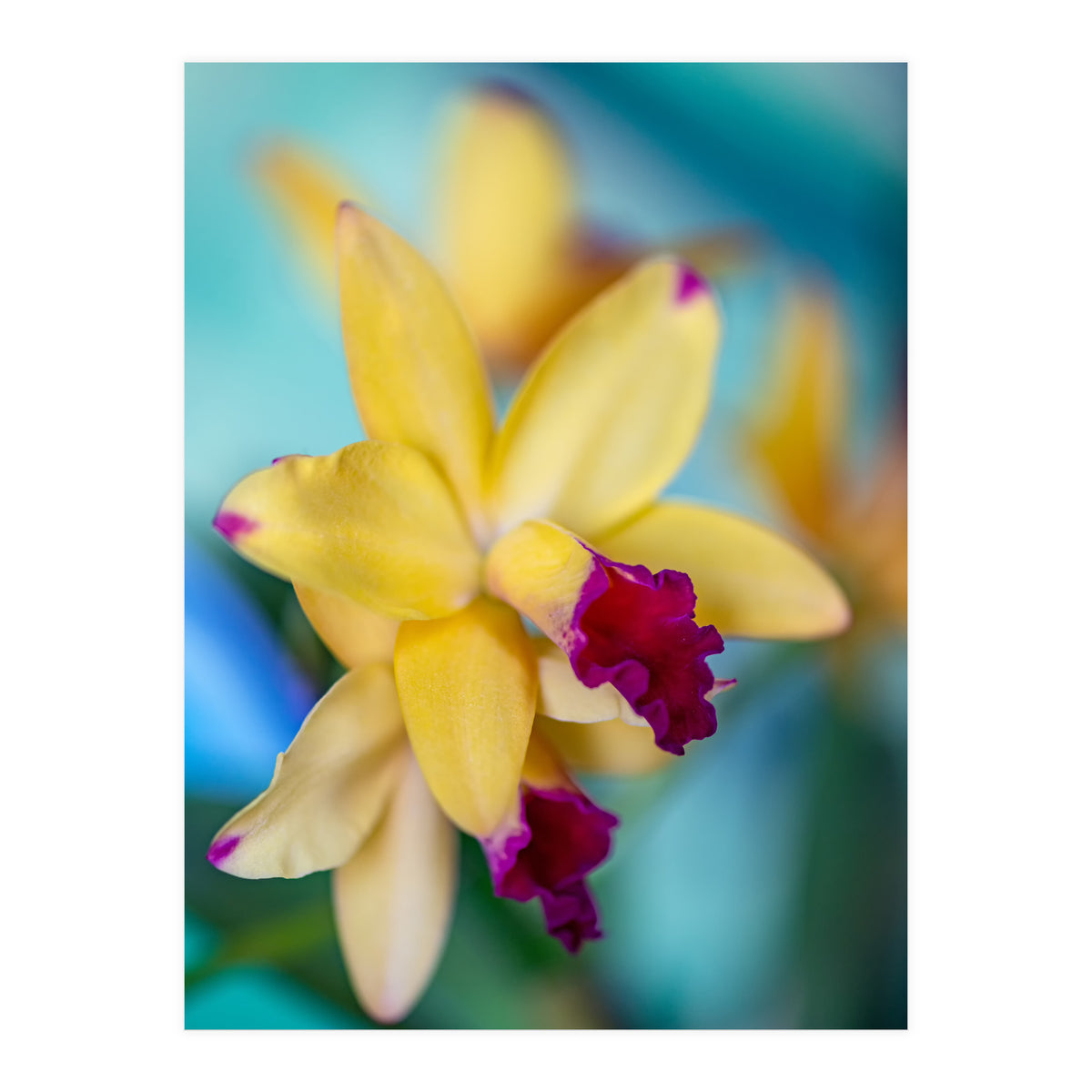 Cattleya Orchidee (Print Only)