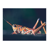 Armor (Print Only) thumbnail