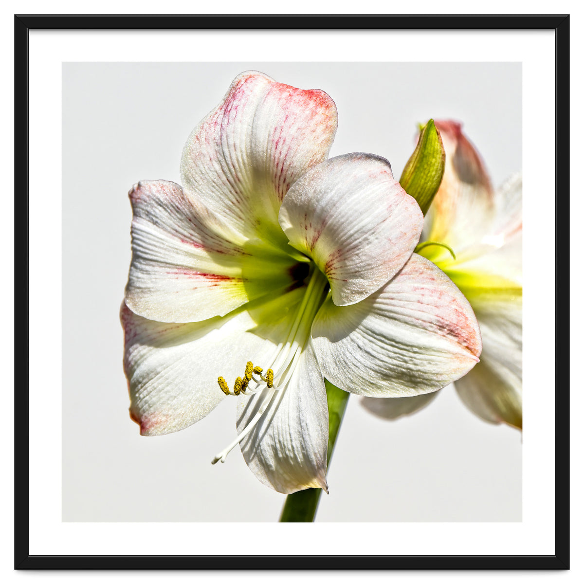 Amaryllis 1