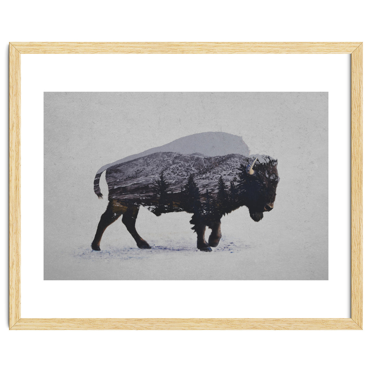 The American Bison
