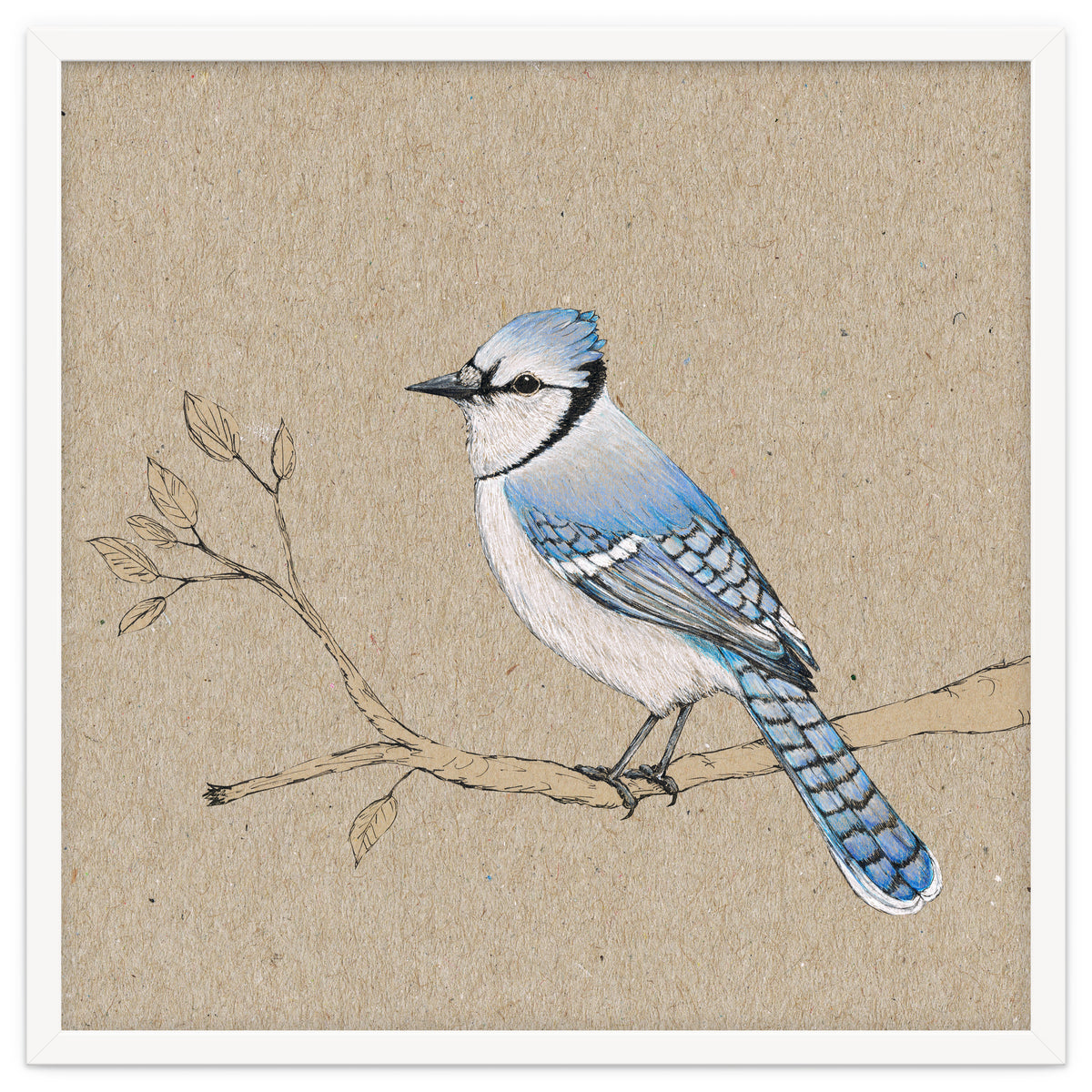 Blue jay