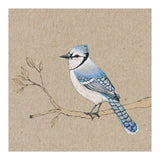 Blue jay (Print Only) thumbnail
