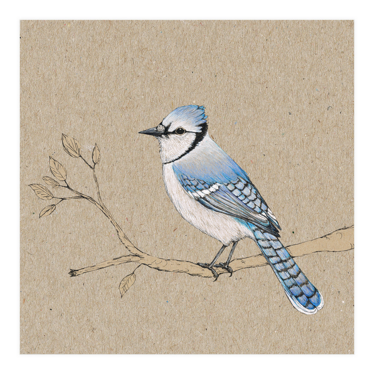 Blue jay (Print Only)