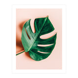 Monstera Shadow (Print Only) thumbnail