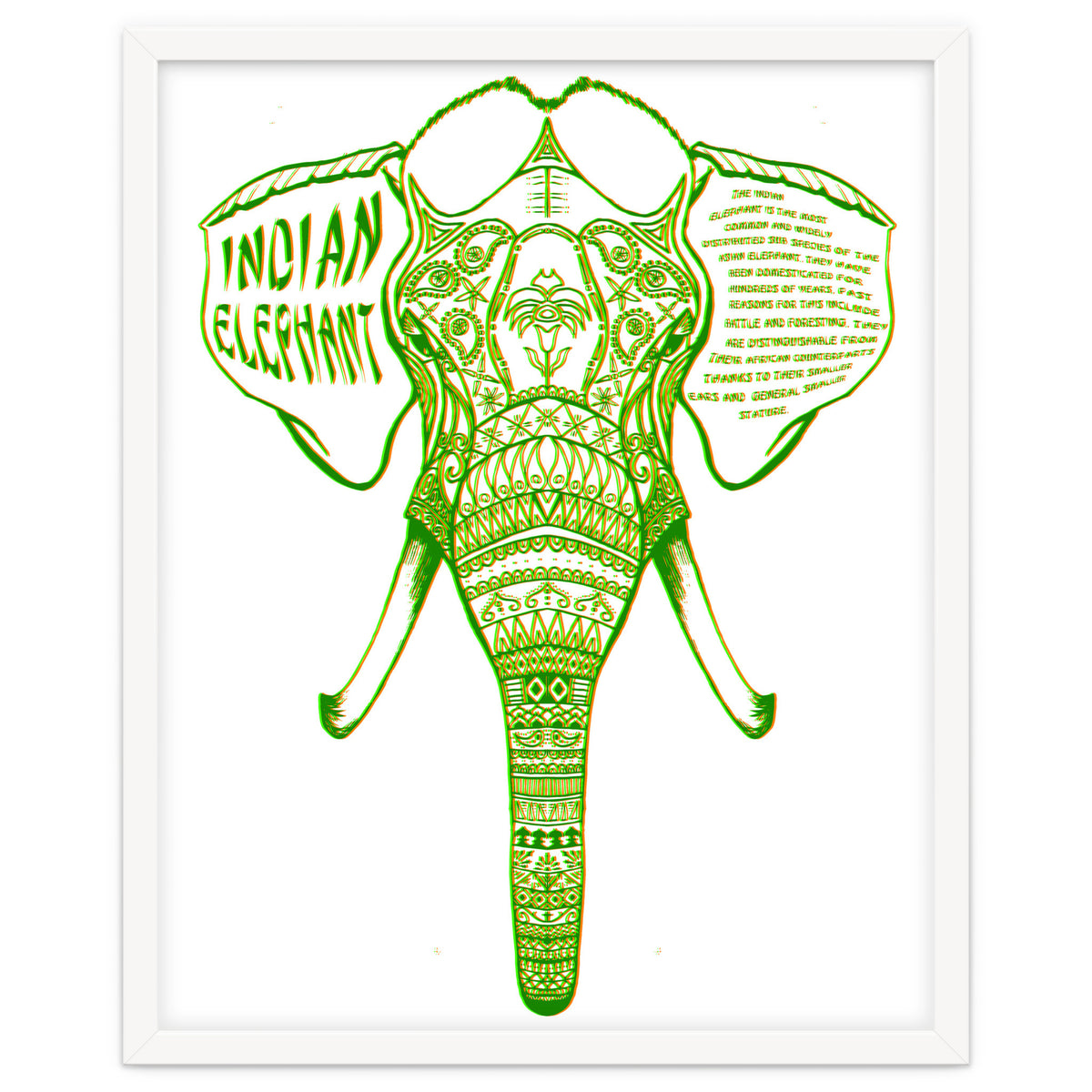 Indian Elephant