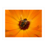 Bee Kind (Print Only) thumbnail