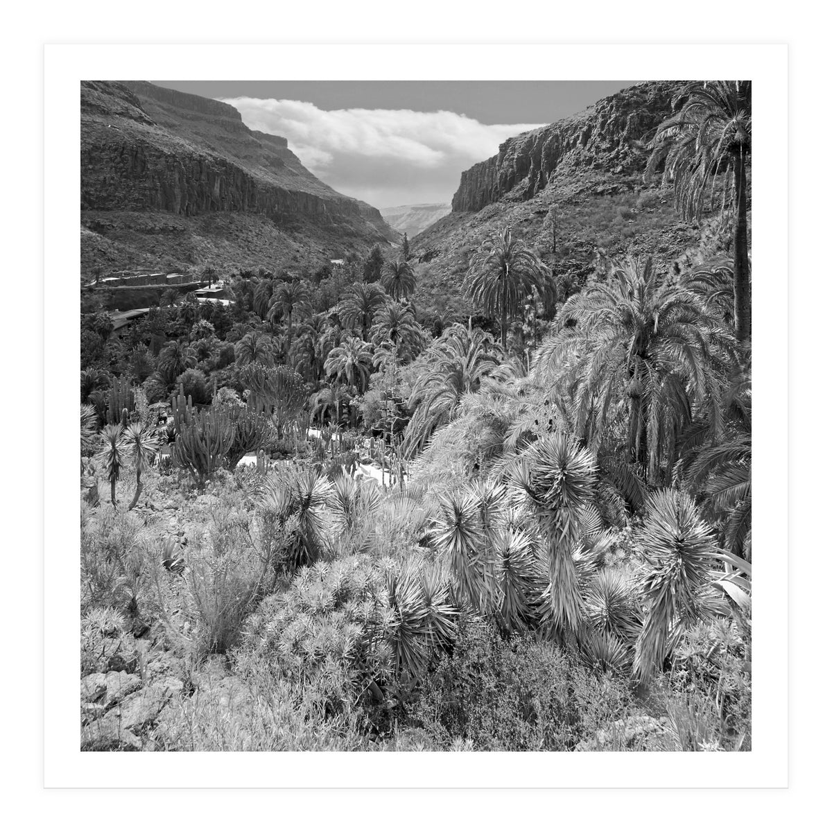 Los Palmitos (Print Only)